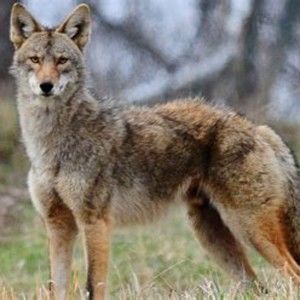 Meet your Posher, Demetrius